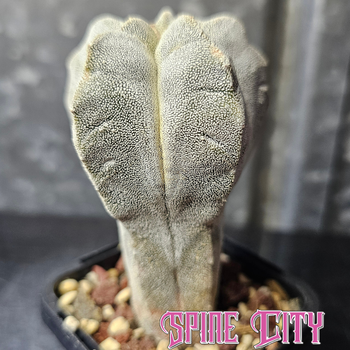 Astrophytum myriostigma hybrid with tall unique form and subtle variegation