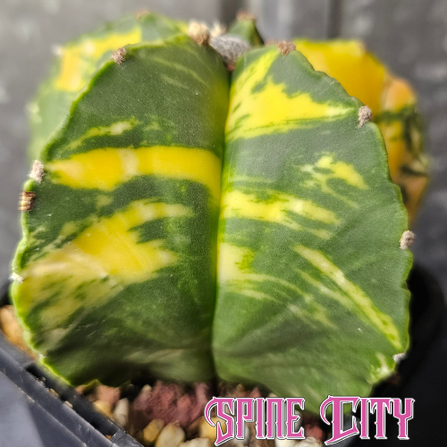 Astrophytum myriostigma hybrid with premium variegation, large show quality cactus with deep green skin and vibrant yellow striations