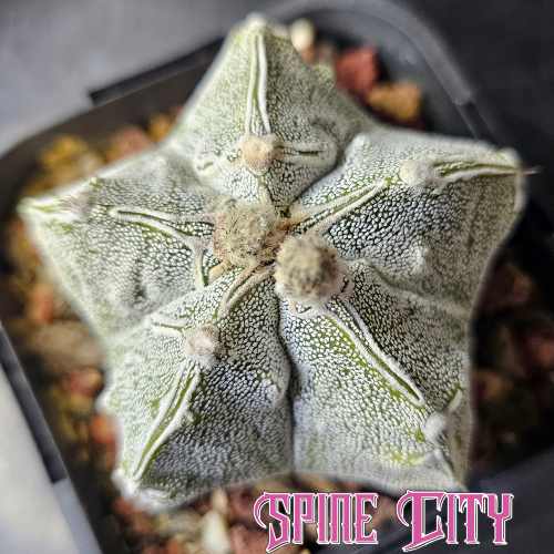 Astrophytum myriostigma hybrid with dense white flecking and defined rib structure