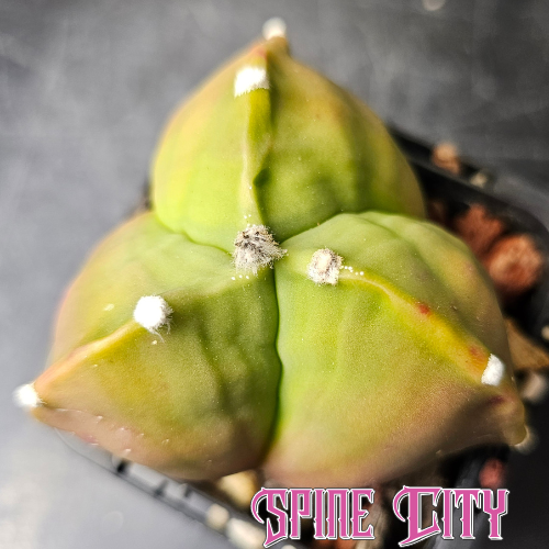 Astrophytum myriostigma tricostatum nudum form showing distinct three-rib shape