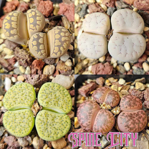 Balanced spectrum – 4 Lithops plants, living stones, showing variation in pattern and form