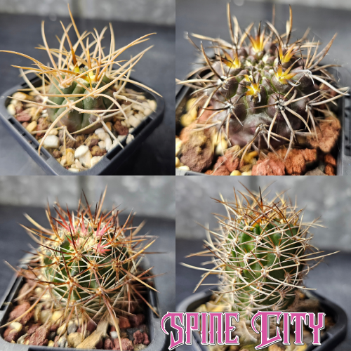 Brutal Spines cactus bundle featuring four different genera with fierce spination, contrasting forms and distinctive growth.
