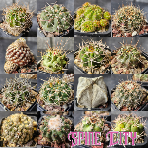 Cactus MEGA Bundle featuring 16 individually selected cacti with diverse forms, colours, textures and spination, including mature specimens over eight years old.