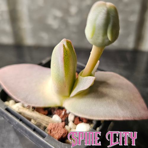 Cheiridopsis peculiaris, seed-grown flowering size succulent with distinctive leaf shape.