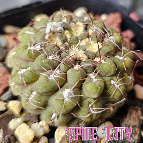 Chileorebutia aerocarpa miniature cactus with olive green body, heavy notching and small spines