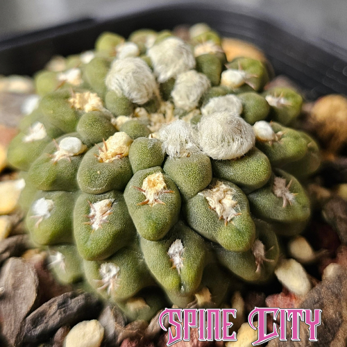 Eight-year-old Chileorebutia carneoflora with earthy green tones, tiny spines and distinctive stacked, notched growth.
