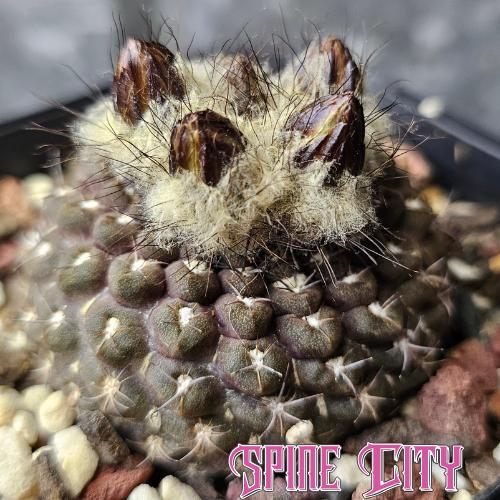 Chileorebutia esmeraldana FR518 with dense wool and emerging dark buds – grown by Spine City