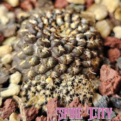 Chileorebutia esmeraldana FR518 with a miniature compact body and tiny spines.