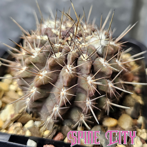 Chileorebutia hybrid with dusky purple body, deep notches and strong spines