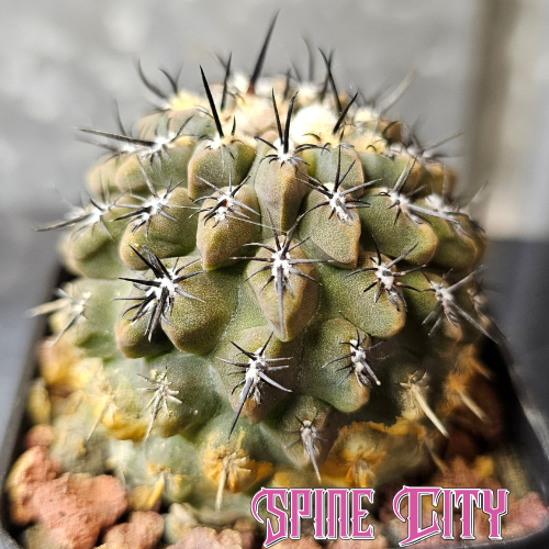 Chileorebutia lanigera hybrid cactus with olive green body, heavy notches and dark spines, crafted by Spine City