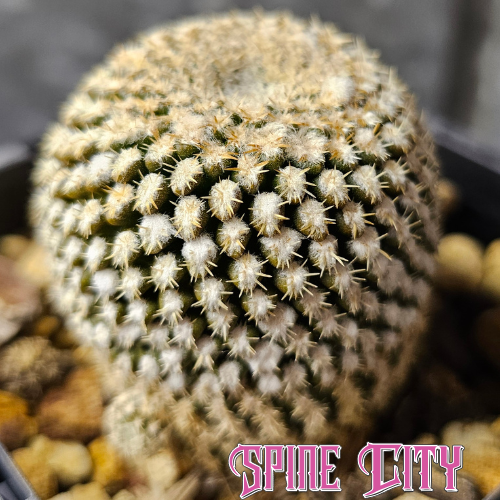 Chileorebutia napina ssp. challensis cactus with a compact miniature body, fine spines and short wool