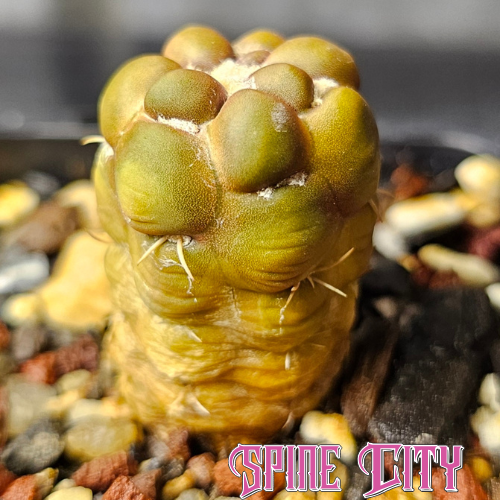 Cintia knizei cactus with olive-green body, woolly areoles, and bright yellow flowers.