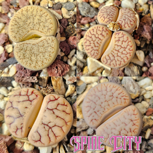 Clean earth palette – 4 Lithops plants, living stones, showing variation in pattern and form
