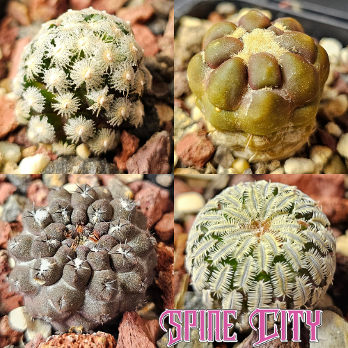 Collector’s Curiosities bundle featuring four unusual collector cacti selected for distinctive form and character.