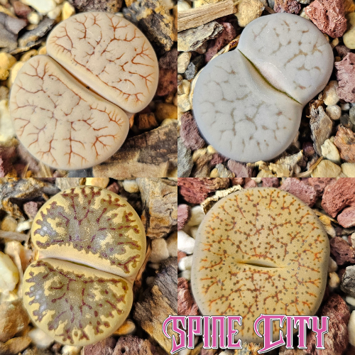 Compact forms – 4 Lithops plants, living stones, showing variation in pattern and form