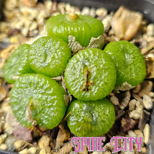 Conophytum ectypum with short green tube-like bodies and heavily textured tops.