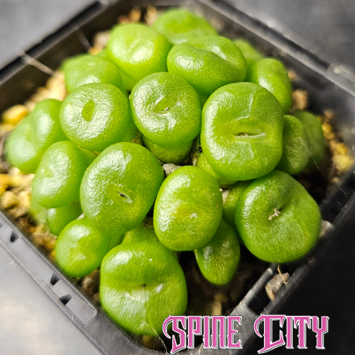 Conophytum ectypum SB2361 showing short tube-like growth and rich green colouring.