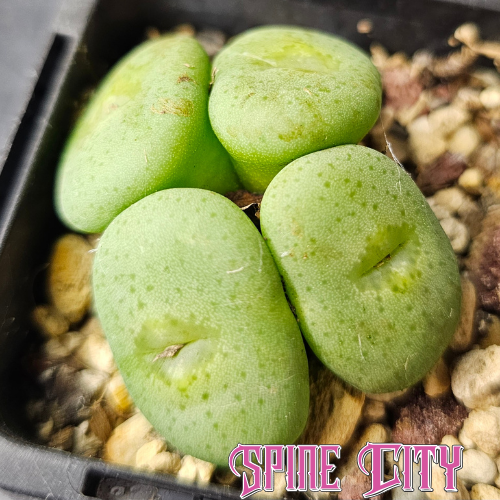 Conophytum jucundum SB1114 four-headed specimen with oval bodies and delicate markings.