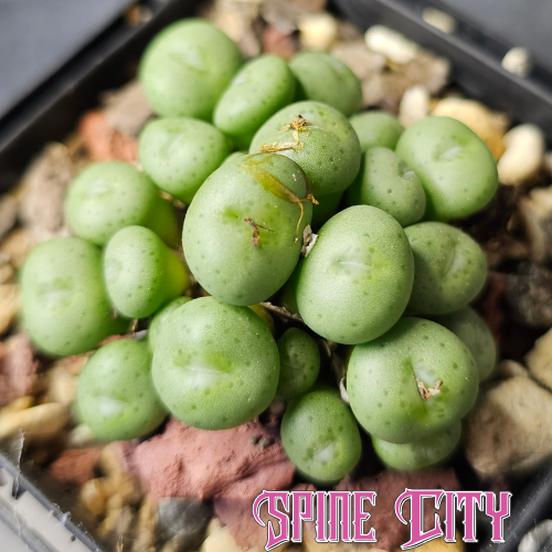 Conophytum minutum forming a dense cluster of miniature green jelly bean-shaped heads.