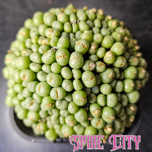 Large established Conophytum minutum filling a 100mm pot with dozens of miniature green heads and dark spotting.
