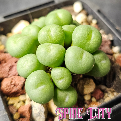 Conophytum minutum SB2238 with clean green jelly bean-shaped bodies forming a compact cluster.