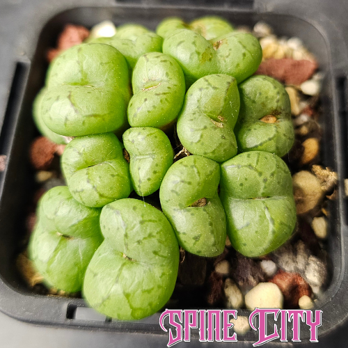 Conophytum obcordellum 'lambertense' SB626 with lime green bodies and delicate markings.
