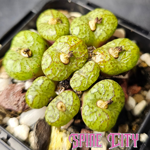 Conophytum obcordellum 'multicolor' SB1193 with green colouring and patterned heads.
