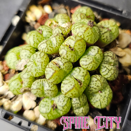 Conophytum obcordellum 'multicolor' SB1193 showing green colouring and distinctive patterned heads.