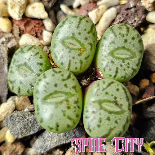 Conophytum obcordellum 'spectabile' with miniature green heads and intricate dark patterned markings.