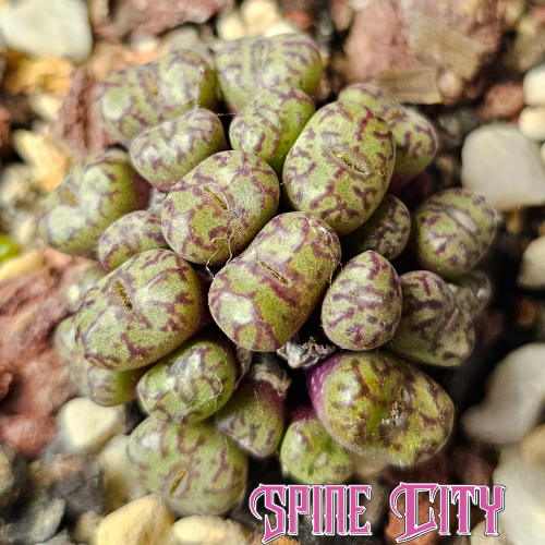 Conophytum obcordellum ssp. rolfii RR1003 with miniature heads and intricate dark markings.