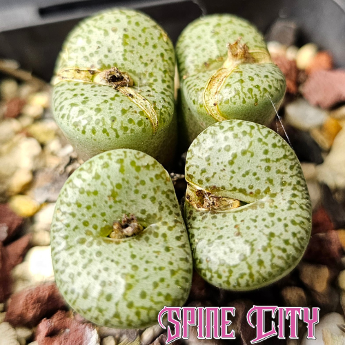 Conophytum obcordellum ssp. stenandrum LAV28279 four-headed specimen with patterned markings.