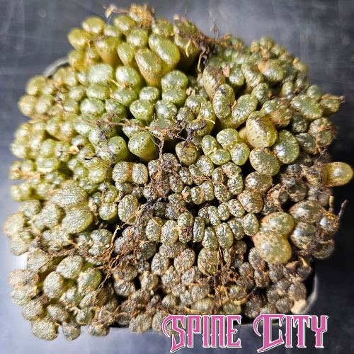 Conophytum pellucidum Pedroskloof SB2210 #1444.1 colony pot with jelly-like patterned bodies.