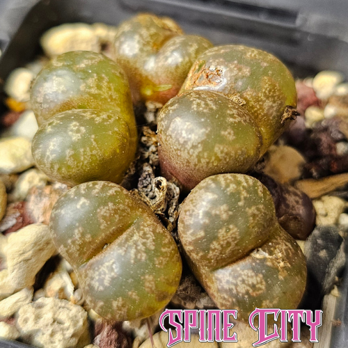 Conophytum pellucidum w Garies with jelly bean-shaped bodies in subtle earthen tones.