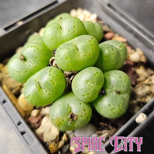 Conophytum uviforme N Vanrhynsdorp with clustered green jelly bean-shaped bodies and subtle markings.