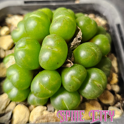 Conophytum uviforme RR622 established specimen with clusters of miniature green heads.