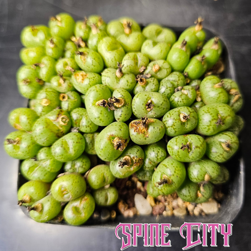 Conophytum uviforme SB952 colony pot with multiple juicy green jelly bean-shaped bodies and subtle variable markings.