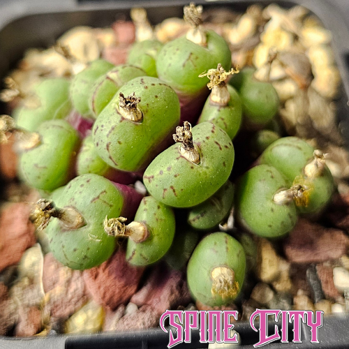 Conophytum uviforme 'stipitatum' with tiny patterned heads transitioning from purple to green.