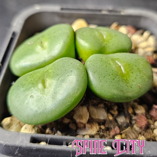 Conophytum wettsteinii with shiny oval green heads and distinctive green lip-like centres.