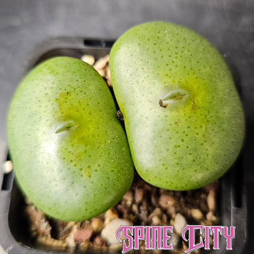 Conophytum wettsteinii RR430 with large green heads and soft spotted detailing.