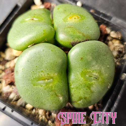 Conophytum wettsteinii SB2205 four-headed plant showing delicate green colour transitions across the bodies.
