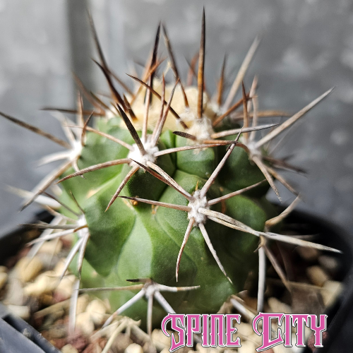 Copiapoa alticostata - a striking cactus with a strong green body and fierce spines.