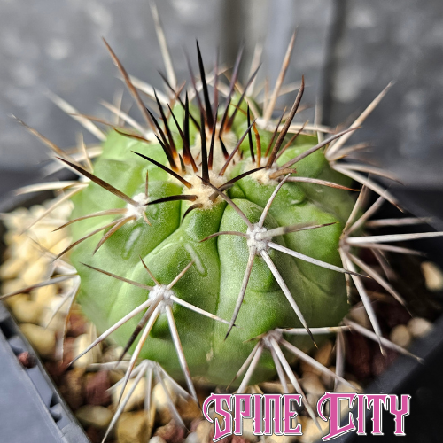 Copiapoa cactus with hypnotic green skin, emerging frost and sculptural black spines, lost label specimen