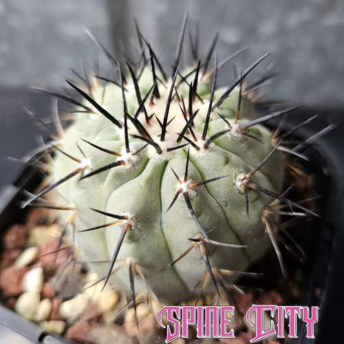 Copiapoa cinerea JN2027 with powdery steel-green skin and black spines.