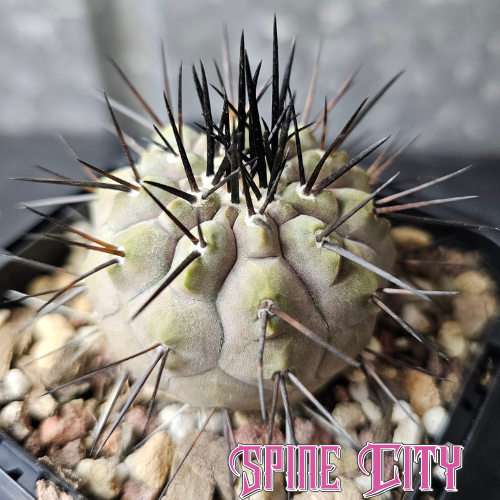 Copiapoa cinerea JN2027 (Elite Grade) with frosty lilac-grey body and jet black spines – grown by Spine City