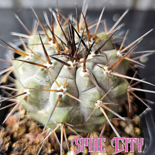Copiapoa cinerea JN2032 Qda Taltal with frosted skin, geometric form and bold black spines.
