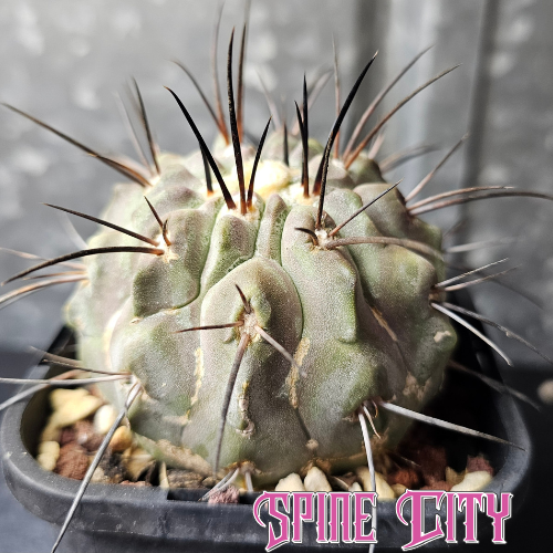 Large Copiapoa dealbata cactus with frosty blue green body, jet black emerging spines and a forming pup