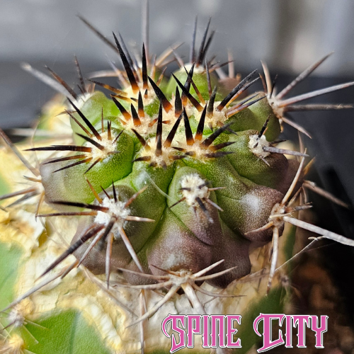Copiapoa fiedleriana cactus with savage spines and rugged form, top tier Copiapoa, Spine City