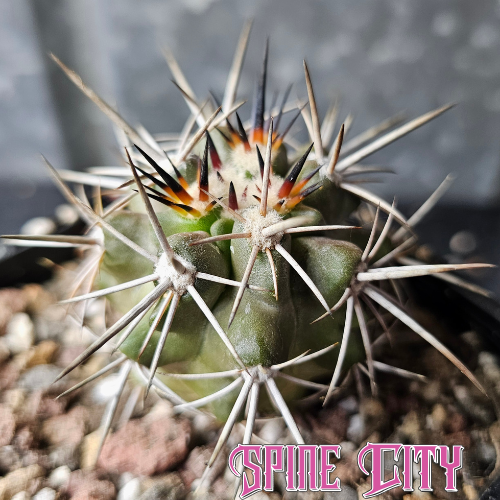 Copiapoa fiedleriana with rugged form and textured body, rare slow-grown specimen.
