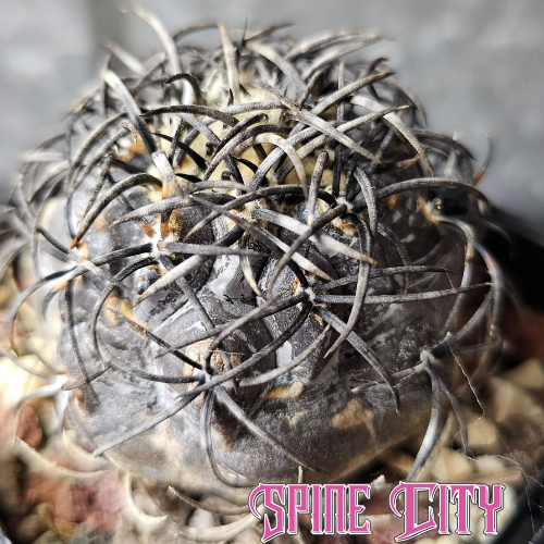 Copiapoa griseoviolacea with ultra dark body and jet black spines – grown by Spine City
