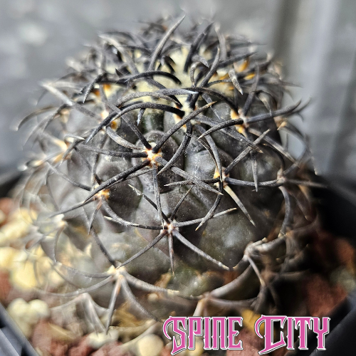 Copiapoa griseoviolacea cactus with a dark toned body and dense jet black spines creating strong contrast